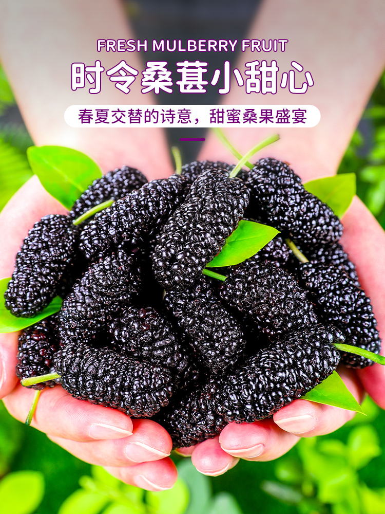 新鲜桑葚1斤当季水果无沙黑桑椹子紫桑蔗桑枣粒